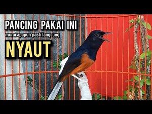 murai batu gacor AMPUH buat PANCINGAN murai batu agar bunyi JADIKAN burung murai gacor EMOSI NYAUT