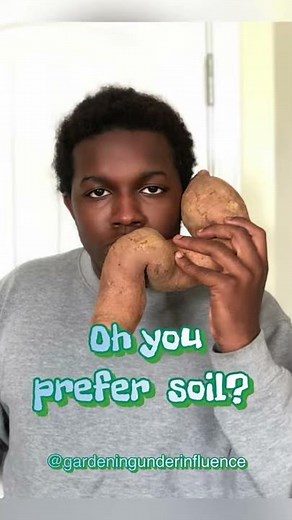 How Start Sweet Potato Slip in Soil Versus Water