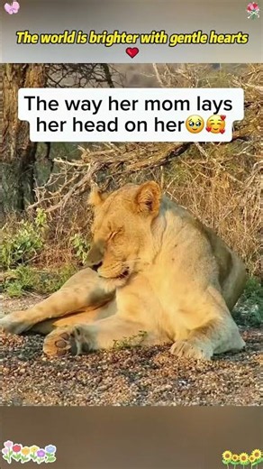 The world is brighter with gentle hearts ❤️#animals #animallife #love #kindness #viral