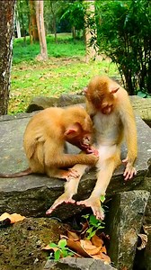 #funnymonkeyvideos #monkey #newbaby | Discovery Monkey