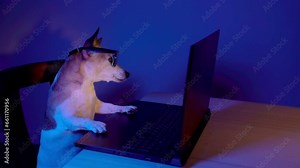 Cute smart nerd dog with glasses using computer laptop at night with teal orange light. Secret hacker programmer or addicted gamer looking at the screen. Video footage