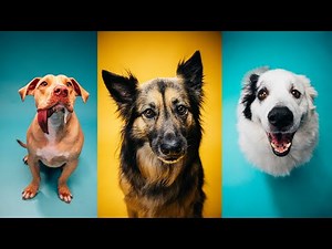 The cutest DOG PHOTOS | Pet Photography!