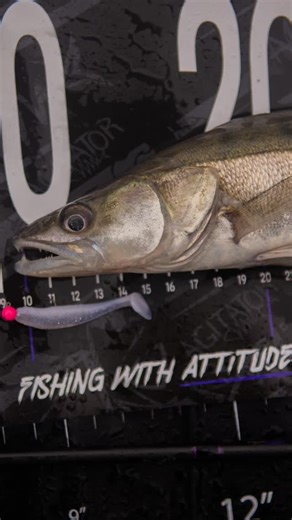 Ian Gregory’s Top 3 Lure Tactics for Deep Canals – Part 1: Micro Jigging 🎣 Keep an eye out for Part 2, coming soon.👀 #lurefishing #canalfishing #predatorfishing #teamagitator | Wychwood Agitator