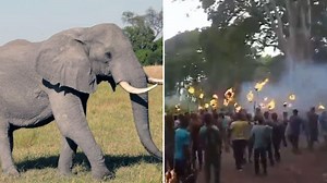 Huge outrage over elephant set ablaze in Bengal: 'Act against these monsters'