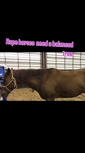 🌵Muscles that help your tree and saddle balance. 🌵The abdominal muscles of a horse, including the rectus abdominis, transverse abdominis, and internal and external obliques, are responsible for flexing the back and supporting its weight: 🌵Rectus abdominis: A key muscle for rounding the back and improving athletic movement 🌵Oblique abdominal muscles: Help with lateral movement and tight turns 🌵Transverse abdominis: The deepest layer of abdominal muscle, which helps protect the internal organ
