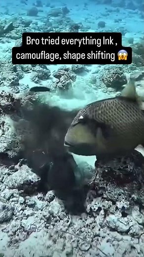 Octopus Ink Camouflage