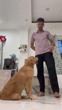 Golden Retriever Dog Obedience Training #youtube #goldenretreiver #youtubeshorts #india #pets