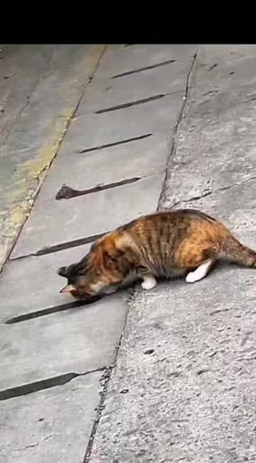 Cat funny movements❤ He is looking to rat 😂 #reel#catloversworld #catvideo #cat #catreels #catfunnyreel # | Kat life