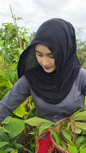 Gadis desa metik daun singkong di kebun#gadisdesa #pedesaan #jampangturunankidul