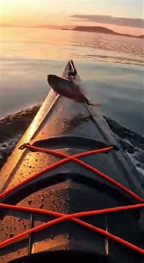 Orca Bumps Kayak and Leaves an Unexpected Gift