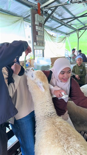 Understanding Sheep Behavior in Sanctuaries