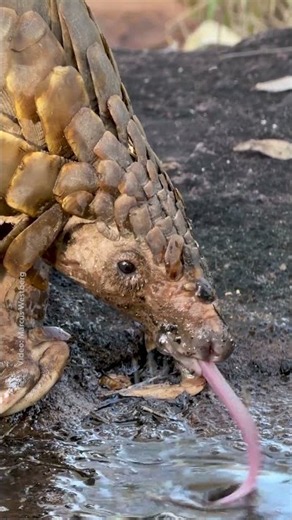 Presented by @ROLEX. National Geographic photographer Marcus Westberg filmed a pangolin hydrating.