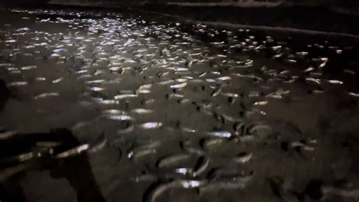 The grunion RUN is here! #grunion #grunionrun #grunionrun2026 #socalfishing