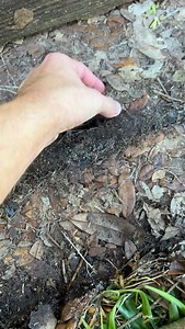 had to grab this little mole from his dirt tunnel—why is it SO cute 😍 #animals #mole #cute | adventorin