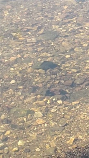 Minnows