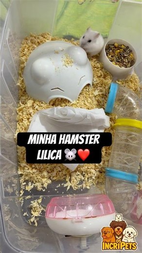 FIZ UMA CASINHA COM UMA CAIXA ORGANIZADORA PARA MEU HAMSTER