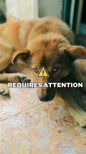 Did you know? 🐶💨Panting is how dogs regulate their body temperature
