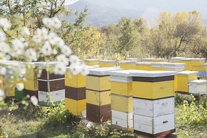 Abeille : 3 conseils pour débuter l’apiculture en ruche Warré