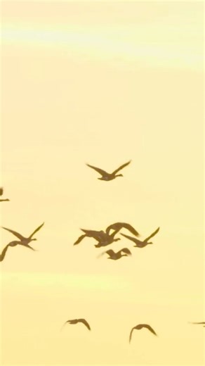 Nature’s rush hour is here! Watch the skies—vast flocks of waterfowl are on the move this fall. 🦆 | Ducks Unlimited Canada