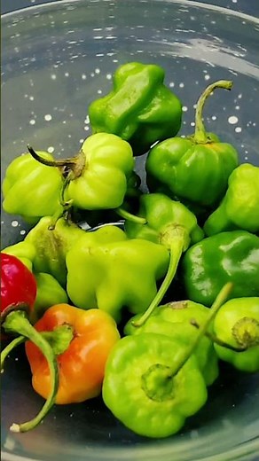 How Hot Is A Red Habanero Actually? 🔴💀 #hotpepper #scoville #spicychallenge #youtubeshorts #shorts