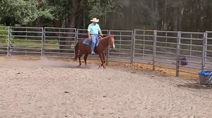 15K views · 565 reactions | In this video I an showing you how to speed up and slow down your horse with your seat and body. Horse speed control with your seat. | Tim Anderson Horse Training | Facebook