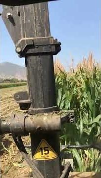Amazing Maize Silage Harvesting Process | Silage Harvester Machine Working🚜🌽