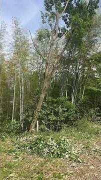 伐倒チルホール