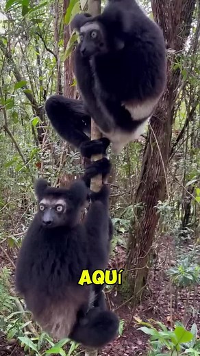 Explore the Fascinating World of Lemurs in Madagascar