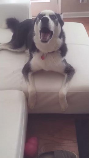 Funny husky talking, howling, and arguing