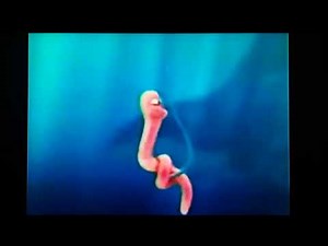 DreamWorks Animation SKG (2004) (Shark Tale Variant)