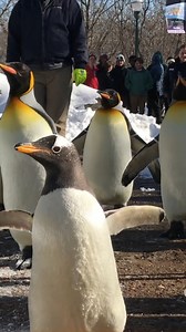 710K views · 16K reactions | This weather is for the birds--...