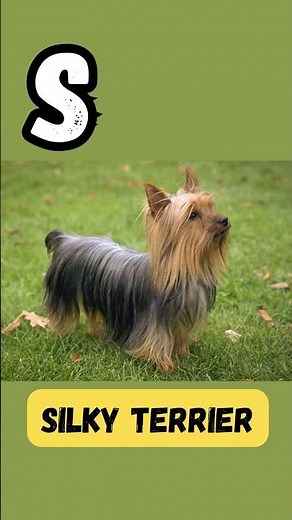 Snuggly Pups ABCs S | 'S' for Samoyed | Dog Names Series for Kids |#abcd #kids #viralvideo #shorts