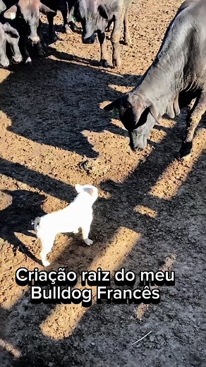 Criação de Bulldog Francês: Dicas e Curiosidades