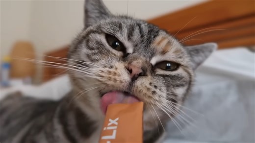 Recreating cat memes - Money Cat, Bread Cat & Chemistry Cat