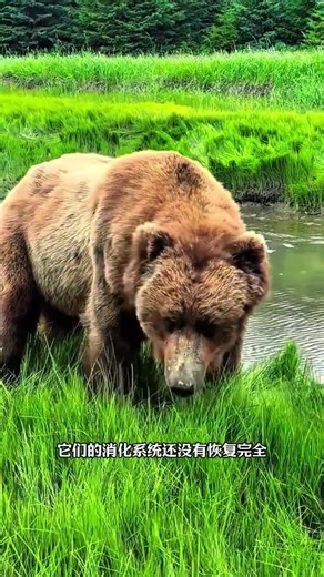 The bear, having just finished five months of hibernation, looked particularly disheveled. #bear ...