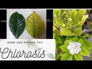 HOW TO TREAT CHLOROSIS || YELLOW LEAVES IN GARDENIA || WITH RESULTS || IRON DEFICIENCY IN GARDENIA