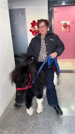 #舍特兰小矮马 #马到成功