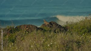 a Zebra dove watches out over the rolling turquoise waves of the Pacific ocean from a a grassy cliff edge