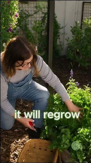 Harvest Your Parsley! #herbs #harvesting