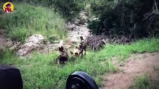 Top 39 Moments When Wild Dogs Ruthlessly Attacked Their Prey In A Shocking Manner