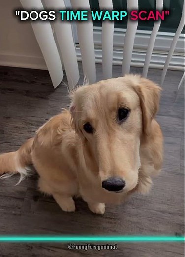 dogs time warp scan and Cats☠️
