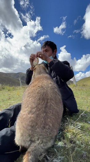 Groundhog Interaction: Feeding and Fun in Nature