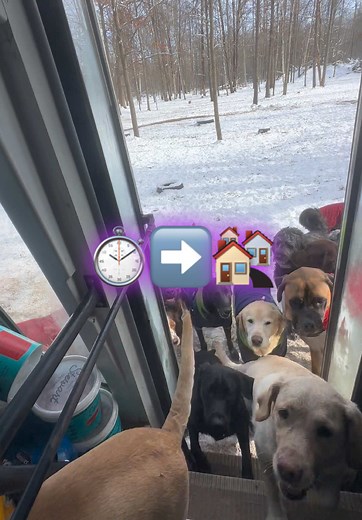Getting Dogs Ready to Go Home: A Fun Routine