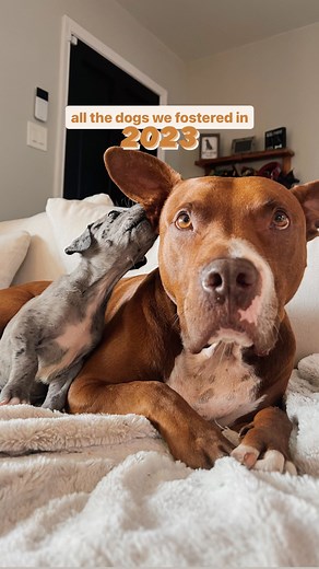 Baloo the Bunny Eared Bully 🐾 | 12 dogs saved in 2023… can’t wait to see what 2024 has in store for us! 🥰 @bully.baloo It’s only the 12th day of 2023 and we already have... | Instagram