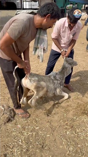 The calf could not stand up due to weakness. #animals #viral #bovine #hoofhealth #animalstudy #ovine