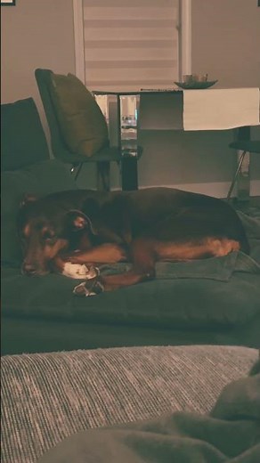 My Dog’s Dreaming Big – Twitching, Tail Wagging & Deep REM Sleep!