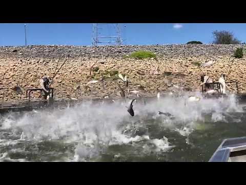 Asian carp jumping in Kentucky