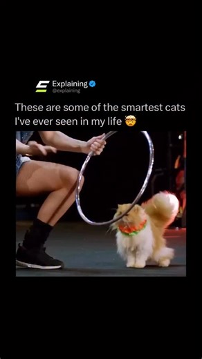 Explaining on Instagram: "The Savitsky Cats stunned audiences on America’s Got Talent in 2018 with a performance that completely rewrote what people thought cats were capable of. Trained by mother and daughter duo Svitlana and Marina Savitska from Ukraine, the act stood out instantly for its precision, timing, and sheer difficulty on a live competition stage. Throughout the routine, the cats jumped through hoops, balanced on narrow poles, rolled props, and moved together in perfect coordination.