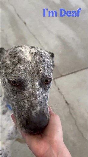 Meet Lily a American Blue Heeler currently available for adoption! 8/23/2024 2:12:11 PM