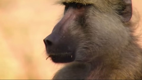 Baboons in the Wild: Dangerous African Bandits Who Eat Antelopes and Kidnap Children